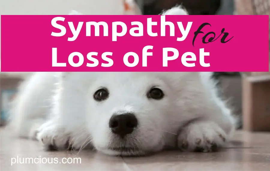 Sympathy For Loss of Dog